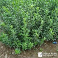 大量供应大叶扶芳藤，高度70-100cm，三个分支以上