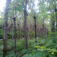 供应楸树1——20公分