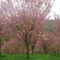 四川水杉，樱花，桂花，桢楠基地直供