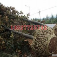 刺槐苗木价格，刺槐价格