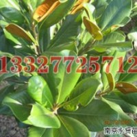 朴树苗木价格，朴树价格