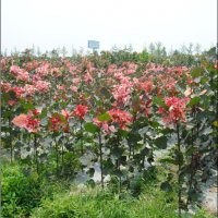 中华红霞杨（红叶杨三代）