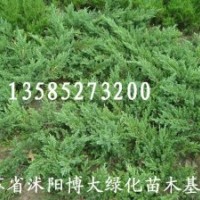 供应铺地柏、沙地柏500万棵