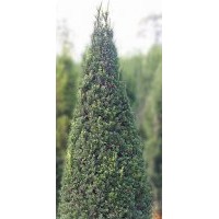 杭州萧山--2-18年曼地亚红豆杉