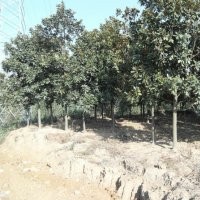 广玉兰白玉兰红叶石楠女贞