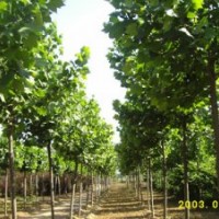 速生国槐，实生国槐，速生白蜡及半成品，法桐苗速生法桐，合欢及