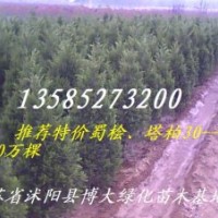 龙柏、蜀桧、塔柏、北京桧、西安桧、雪松、洒金柏