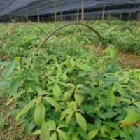 湖南供金丝楠木苗