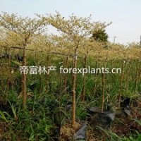 供应低价精品速生苗 锦叶榄仁 花叶榄仁