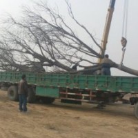 25公分国槐价格 25公分国槐