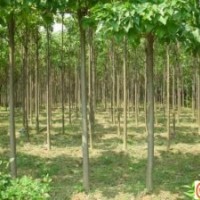 楸树苗圃，楸树种植基地，楸树培育，楸树批发，周口楸树