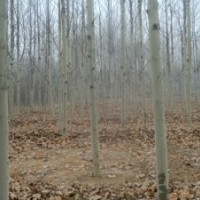 山东法桐价格表山东18公分法桐价格参考法桐图片