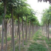 合欢合欢 山东合欢树基地 2公分合欢小苗价格