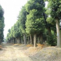 金华桂英苗木基地 供应大小规格 大香樟树
