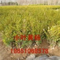 山东小叶黄杨、供应山东小叶黄杨、小叶黄杨基地、小叶黄杨球出售