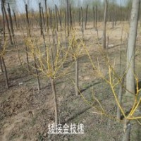 河北金枝槐基地供应4-10公分金枝槐