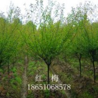 百日红、红梅、绿梅、珍珠梅、美人梅、腊梅、碧桃