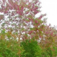 香花槐，香花槐小苗，嫁接香花槐，香花槐基地