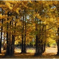 低价供应10-80公分精品银杏实生树、嫁接树；