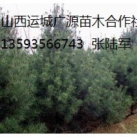 油松出售、1-2.5米以上油松大量优惠价格供应