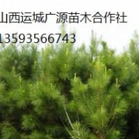 油松出售、1.5米-2米以上油松大量优惠价格供应