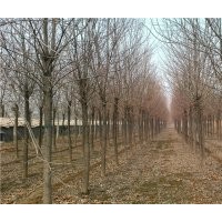 3-20公分新老式白蜡、1-4年帽白蜡、速生白蜡