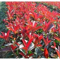 供应红叶小檗、黄杨、月季、石楠、连翘、迎春、金丝