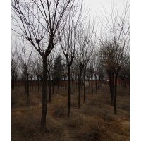 出售国槐、樱花、法桐、白蜡等