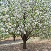 供应各种规格八棱海棠树