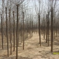 10公分原生国槐价格