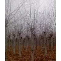 供应法桐，造型法桐白蜡等各种绿化苗木