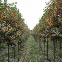 湖南丹桂小苗，湖南红花丹桂，湖南火红丹桂，湖南丹桂价格