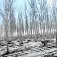 银中杨15214639518