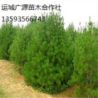 1米以上白皮松出售、低价优惠供应