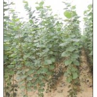 优质毛白杨繁育基地