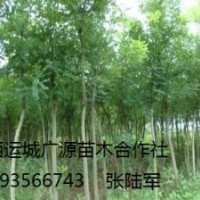 刺槐出售、5、6、7公分以上大量刺槐低价供应