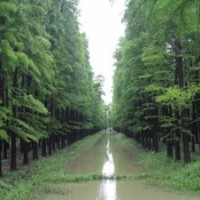 南京中山杉，南京中山杉报价