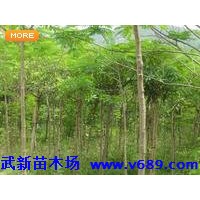 凤凰木 武新苗木基地