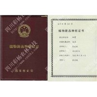 大量供应新品彩叶树速生杨新一代中华红霞杨芽孢