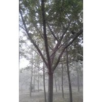 长期供应17公分银杏嫁接树