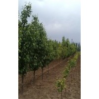 5-8公分八棱海棠树