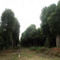 70公分香樟树 80公分香樟树 90公分大型香樟树价格