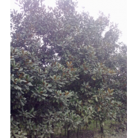 广玉兰17-18 公分