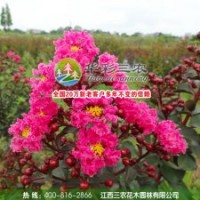 红叶乔木紫薇（2号）