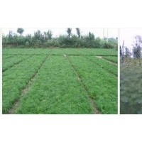 2.5高侧柏_价格￥54.00/棵价格