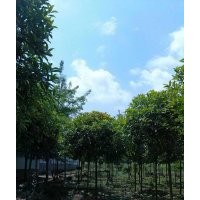 四川丹桂|高杆丹桂|丹桂基地|丹桂批发|丹桂直销|丹桂价格|丹桂介