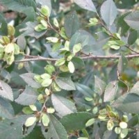 黄连木价格，杜仲价格，广玉兰价格