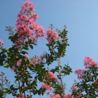 湖南紫薇价格，红花紫薇，百日红，紫薇小苗，嫁接紫薇树