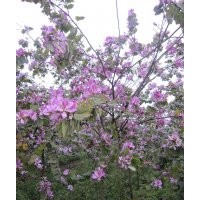 长期供应：红花洋紫荆，红花洋蹄甲，老人葵，秋枫