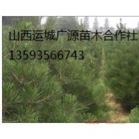 白皮松出售、1-1.5米白皮松价格优惠供应